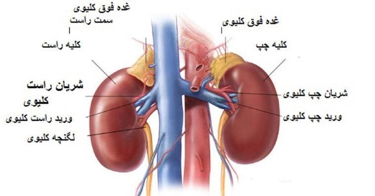 کلیه ها