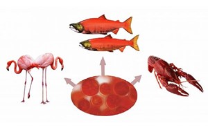 یک رنگدانه جذاب طبیعی برای درمان صرع و آسیب‌های مغزی