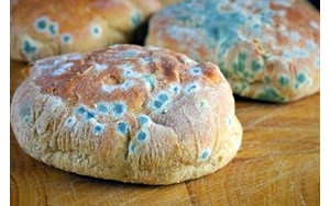 وجود این کپک ها روی غذا خطرناک است
