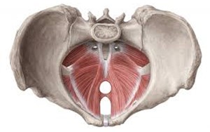 کف لگن؛ ستون پنهان سلامت بدن