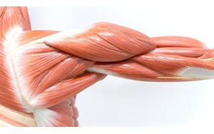 آغاز تحلیل عضلانی از ۳۰ سالگی