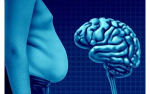 چربی می‌تواند مغز را کوچک کند